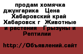 продам хомячка джунгарика › Цена ­ 100 - Хабаровский край, Хабаровск г. Животные и растения » Грызуны и Рептилии   